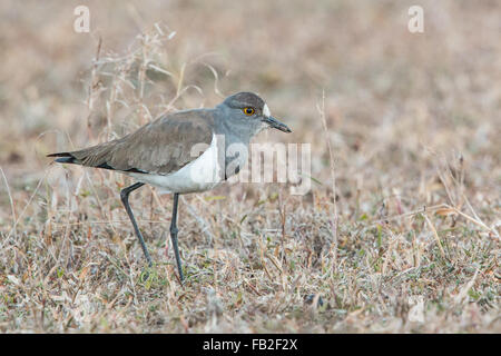 Senegal Pavoncella in Ndumo Game Reserve in Sud Africa. Vanellus lugubris. Foto Stock