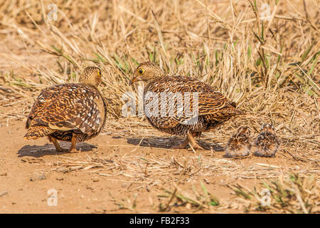 Doppio Sandgrouse nastrati, Parco di Kruger, Sandgrouse pulcini, gallina e pulcini. Foto Stock