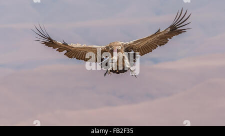 Cape Vulture venuta in terra con piedini estesi Foto Stock