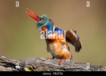 Malachite Kingfisher scuotendo la testa dopo immersione in acqua per la cattura di pesci. Avendo una brutta giornata per capelli. Foto Stock