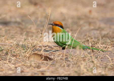 Bohm il Gruccione seduto di fronte il suo nido sul terreno. Merops boehmi Foto Stock