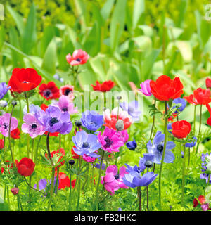 Anemone a fiori di campo in primavera tempo Foto Stock