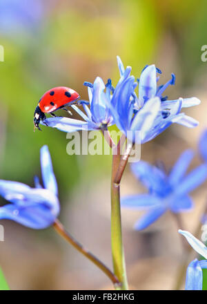 Coccinella singolo su fiori viola Foto Stock