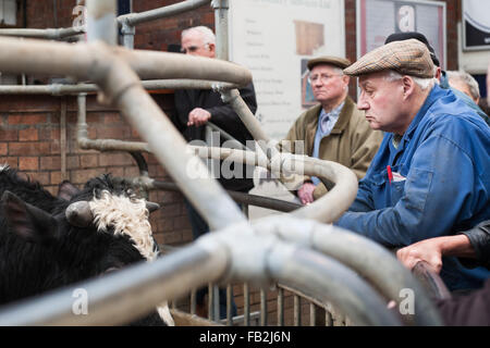 Gli agricoltori watch stock passando sul lato dell'asta ring a York asta di bestiame centro vicino a York in North Yorkshire, Regno Unito. Foto Stock