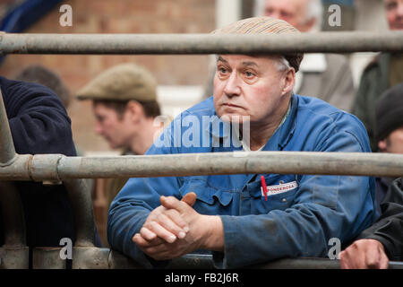 Un agricoltore orologi al lato dell'anello di aste a York asta di bestiame centro vicino a York in North Yorkshire, Regno Unito. Foto Stock