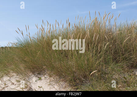 Spiaggia di erba, erba Marram, Gewöhnlicher Strand-Hafer, Strandhafer, Helm, auf der Weißdüne Meeresküste, Ammophila arenaria Foto Stock