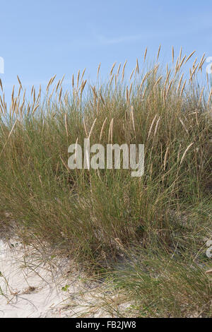 Spiaggia di erba, erba Marram, Gewöhnlicher Strand-Hafer, Strandhafer, Helm, auf der Weißdüne Meeresküste, Ammophila arenaria Foto Stock