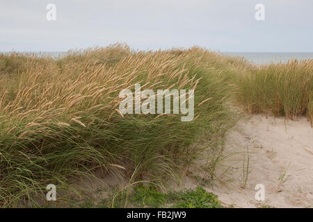 Spiaggia di erba, erba Marram, Gewöhnlicher Strand-Hafer, Strandhafer, Helm, auf der Weißdüne Meeresküste, Ammophila arenaria Foto Stock