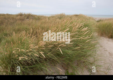 Spiaggia di erba, erba Marram, Gewöhnlicher Strand-Hafer, Strandhafer, Helm, auf der Weißdüne Meeresküste, Ammophila arenaria Foto Stock