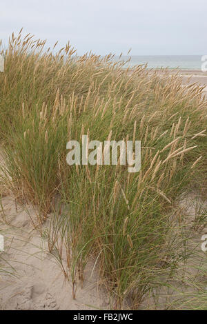 Spiaggia di erba, erba Marram, Gewöhnlicher Strand-Hafer, Strandhafer, Helm, auf der Weißdüne Meeresküste, Ammophila arenaria Foto Stock