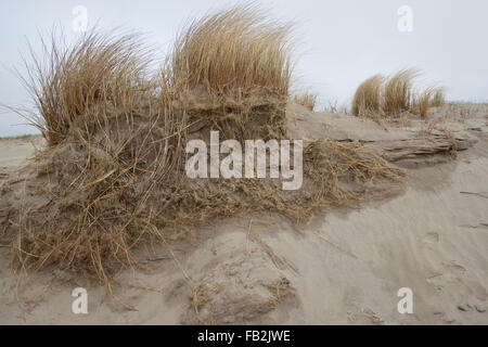 Spiaggia di erba, erba Marram, radici, protezione delle coste, Strand-Hafer, Strandhafer, Wurzeln, Dünenschutz, Ammophila arenaria Foto Stock