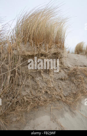 Spiaggia di erba, erba Marram, radici, protezione delle coste, Strand-Hafer, Strandhafer, Wurzeln, Dünenschutz, Ammophila arenaria Foto Stock