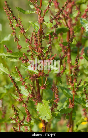 Di latifoglie, Dock dock di latifoglie, Bitter Dock, Dock foglia, burro, Dock Stumpfblättriger Ampfer, Rumex obtusifolius Foto Stock