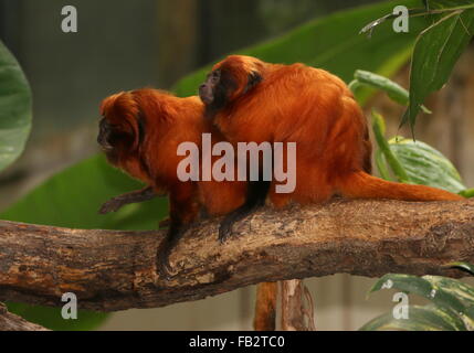 Coppia di huddling brasiliano Golden callitrici (Leontopithecus rosalia) a.k.a. Golden Lion tamarins. Foto Stock