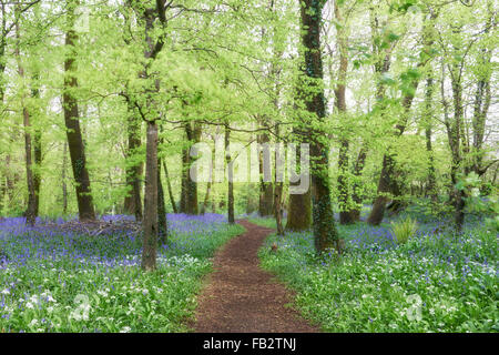 Percorso attraverso bluebells e aglio selvatico Foto Stock