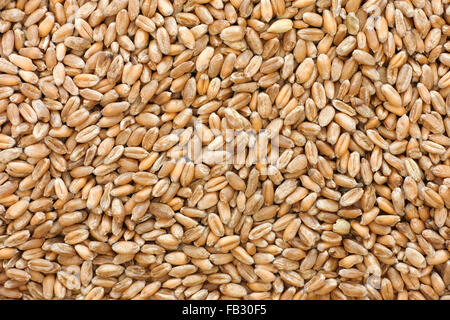 Tutto il frumento chicchi di grano dello sfondo. Close up. Foto Stock