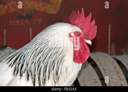 Luce Sussex galletto in una farm barn con la testa e le spalle da vicino Foto Stock