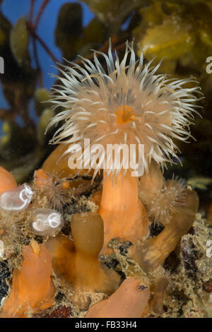 Frilled anemone, plumose anemone marittimo, marrone anemone marittimo, Seenelke, See-Nelke, Metridium senile Seeanemone,, L'OEillet de mer Foto Stock