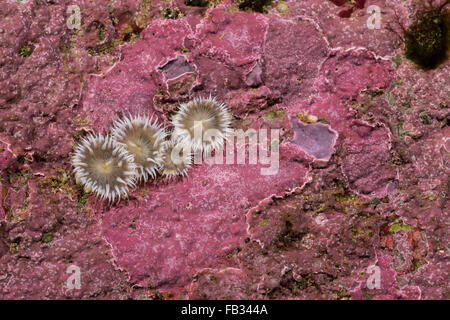 Elegante anemone, Tangrose, Sagartia elegans, Sagartia elegans var. nivea, Actinia elegans, sagartie de vase, Seeanemone Foto Stock