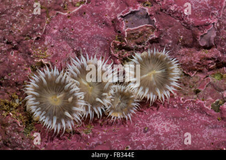 Elegante anemone, Tangrose, Sagartia elegans, Sagartia elegans var. nivea, Actinia elegans, sagartie de vase, Seeanemone Foto Stock