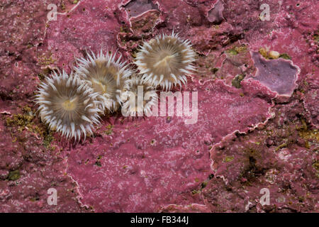 Elegante anemone, Tangrose, Sagartia elegans, Sagartia elegans var. nivea, Actinia elegans, sagartie de vase, Seeanemone Foto Stock