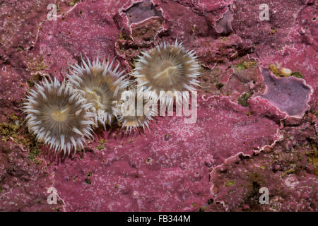 Elegante anemone, Tangrose, Sagartia elegans, Sagartia elegans var. nivea, Actinia elegans, sagartie de vase, Seeanemone Foto Stock