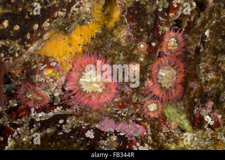 Elegante anemone, Tangrose, Sagartia elegans, Sagartia elegans var. rosea, Actinia elegans, sagartie de vase, Seeanemone Foto Stock