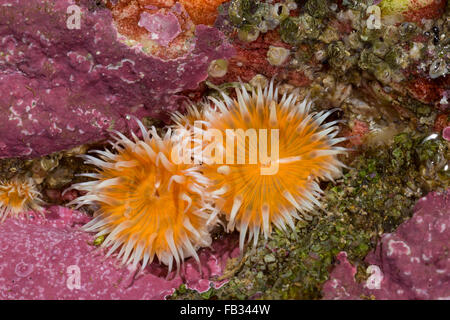 Elegante anemone, Tangrose, Sagartia elegans, Sagartia elegans var. venusta, Actinia elegans, sagartie de vase, Seeanemone Foto Stock