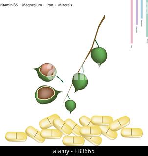 Il concetto di assistenza sanitaria, Macadamia con vitamina B6, magnesio, ferro e minerali Tablet, nutriente essenziale per la vita. Illustrazione Vettoriale