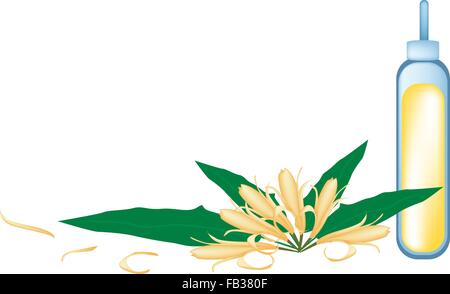 Bel Fiore, illustrazione di giallo Michelia Alba fiore o Michelia Champaca Fiore con il verde delle foglie e frutti su albero B Illustrazione Vettoriale