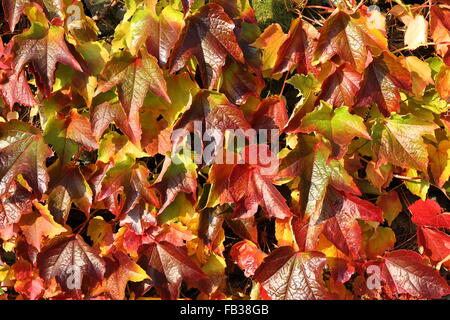 Edera rampicante foglie in autunno i colori di color ruggine e verde che fornisce uno sfondo naturale dell'immagine. Foto Stock