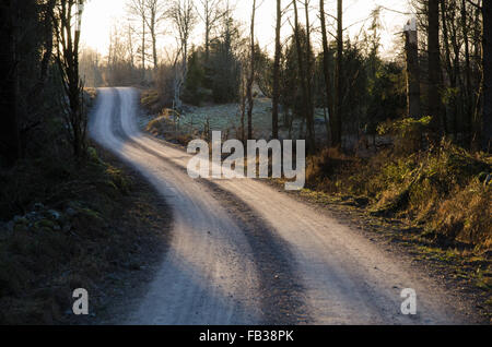 Soleggiato di avvolgimento strada di ghiaia attraverso un Nordic la foresta di conifere Foto Stock