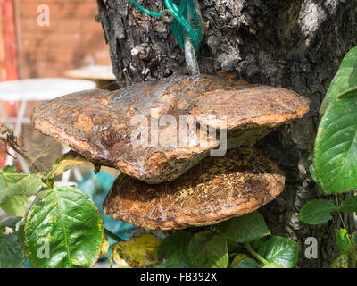 Polypores fungo sul tronco di un albero di mele Foto Stock