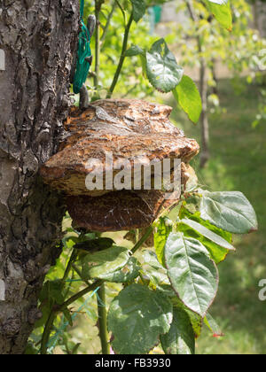 Polypores fungo sul tronco di un albero di mele Foto Stock