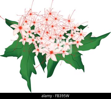 Splendidi fiori, mazzo di rossi Clerodendrum Paniculatum fiori o fiori Pagoda con foglie verdi isolato sul retro trasparente Illustrazione Vettoriale