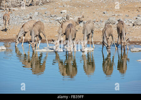 Allevamento di maggior Kudu (Tragelaphus strepsiceros) bere a waterhole in Etosha National Park, Namibia Foto Stock