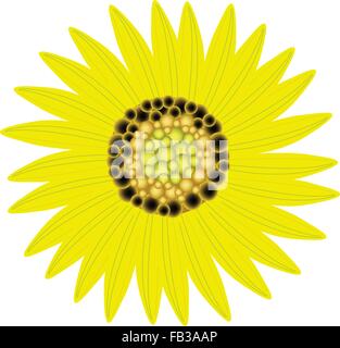 Bel Fiore, illustrazione belli e luminosi colori giallo dei girasoli isolato su uno sfondo bianco Illustrazione Vettoriale