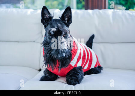 Un scozzese terrier scottie dog sitter su un divano bianco che indossa un ponticello di Natale Foto Stock