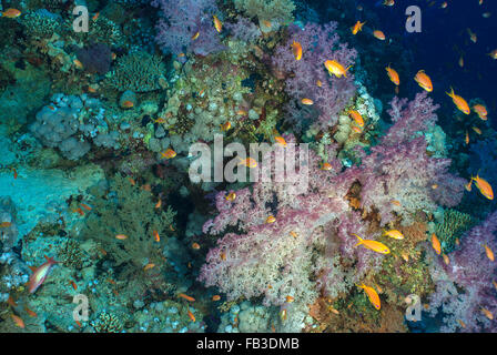 Soft Coral, Dendronephthya speciosa, Nephtheidae, Mar Rosso di Sharm el-Sheikh, Egitto reef Foto Stock