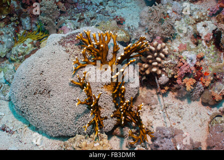 Organo a canne coral , Tubipora musica, Tubiporidae, Sharm el Sheikh, Mar Rosso, Egitto Foto Stock