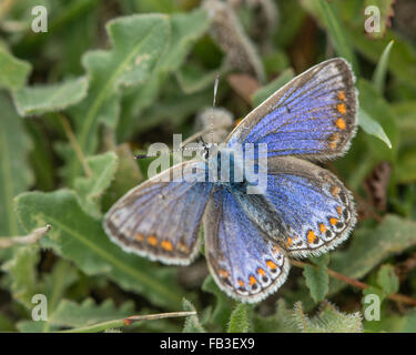 Comune di blue butterfly (Polyommatus icarus) femmina. Un insolitamente femmina blu nella famiglia Lycaenidae, con upperside di ali Foto Stock