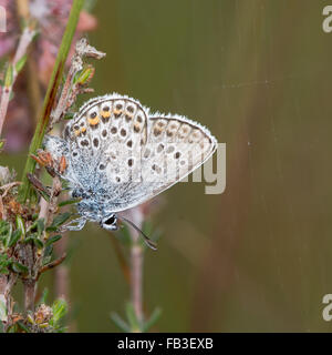 Argento-blu chiodati (Plebejus argus) Farfalla con parte inferiore visibile. Una farfalla della famiglia Lycaenidae, con lato inferiore Foto Stock