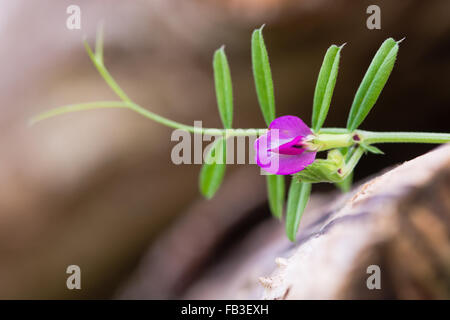Comune di veccia (Vicia sativa) in fiore. Un elemento di battuta della famiglia di pisello (Fabaceae), visto qui in fiore cresce su legno Foto Stock