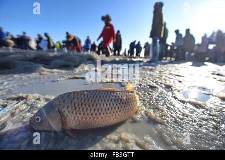 (160109) -- SONGYUAN, gen. 9, 2016 (Xinhua) -- turisti si riuniscono per guardare i pesci che cattura sul lago Chagan in città Songyuan, a nord-est della Cina di provincia di Jilin, 8 gennaio, 2016. Lago Chagan, che è noto per le tradizionali attività di pesca invernale che risale ai tempi preistorici, è l'unico posto che salva il mongolo più antico metodo di pesca. Durante l'inverno annuale Pesca Festival che si tiene a ricordare il vecchio inverno tradizione della pesca, i pescatori prima praticare molti fori attraverso l'uno spesso strato di ghiaccio e poi posto un netto sotto il ghiaccio. La rete potrà finalmente tirato fuori da un cavallo-verricello di disegno. Il lago di impostare Foto Stock