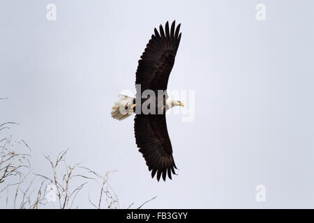 Un aquila calva vola con le sue ali completamente esteso al di sopra di Grand Teton National Park, Wyoming. Foto Stock