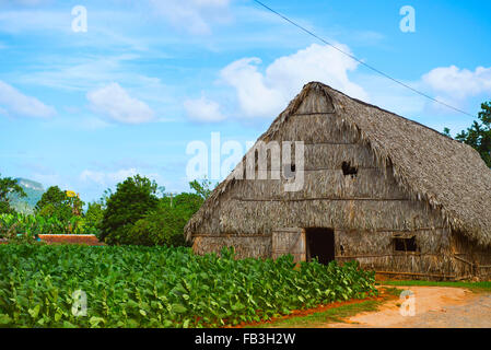 Essiccatoio per il tabacco e la coltivazione del tabacco, Valle de Vinales, Pinar del Rio, Cuba Foto Stock