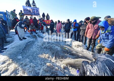 (160109) -- SONGYUAN, gen. 9, 2016 (Xinhua) -- turisti si riuniscono per guardare i pesci che cattura sul lago Chagan in città Songyuan, a nord-est della Cina di provincia di Jilin, 8 gennaio, 2016. Lago Chagan, che è noto per le tradizionali attività di pesca invernale che risale ai tempi preistorici, è l'unico posto che salva il mongolo più antico metodo di pesca. Durante l'inverno annuale Pesca Festival che si tiene a ricordare il vecchio inverno tradizione della pesca, i pescatori prima praticare molti fori attraverso l'uno spesso strato di ghiaccio e poi posto un netto sotto il ghiaccio. La rete potrà finalmente tirato fuori da un cavallo-verricello di disegno. Il lago di impostare Foto Stock