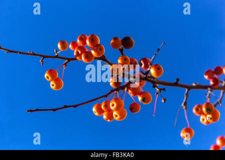 Malus zumi 'Professore Sprenger', Crab Apple. Frutti maturi sui rami sfrondato durante l inverno Foto Stock