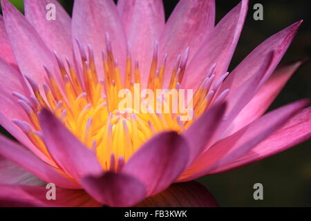 Sullo sfondo di un primo piano di un bel colore rosa giglio di acqua il polline in giardino Foto Stock
