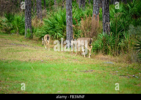 Per adulti e giovani Cervo femmina, a piedi lungo i margini dei boschi Foto Stock